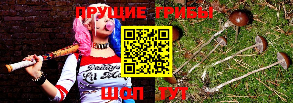 Псилоцибиновые грибы Psilocybe Великий Устюг